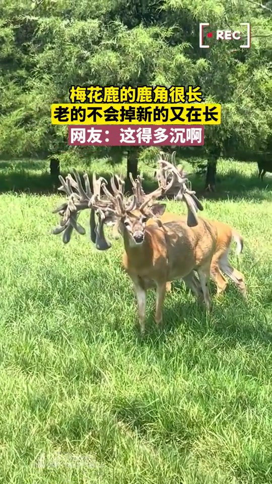 梅花鹿的鹿角很长，老的不会掉新的又在长