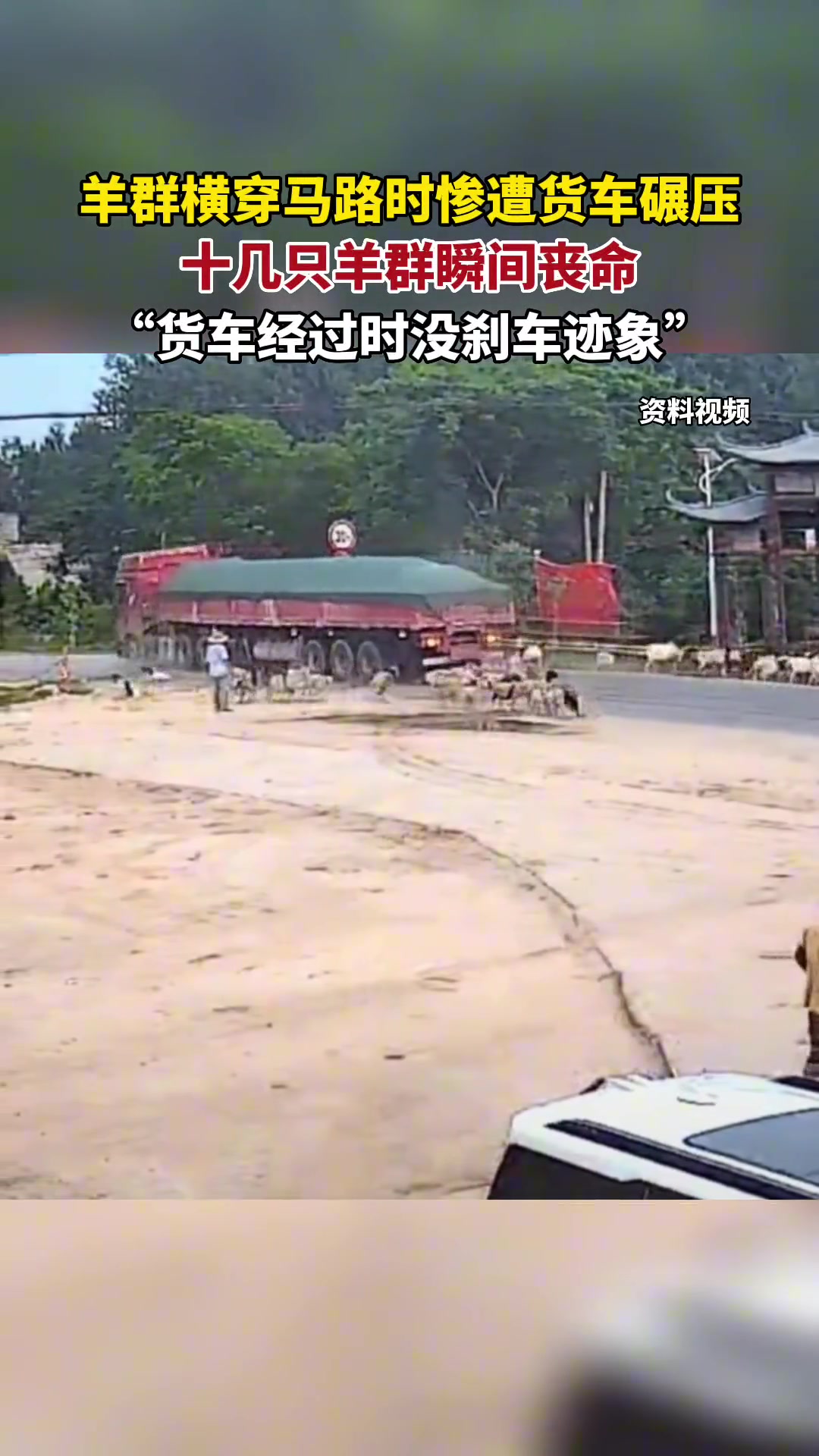 这要是人怎么办！羊群过马路时惨遭货车碾压，瞬间丧命！！