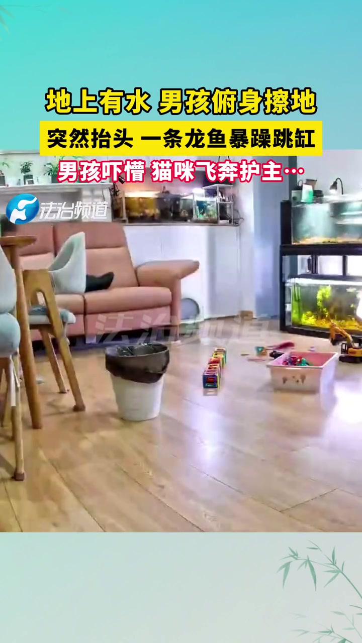 龙鱼暴躁跳岗，男孩吓懵，猫咪冲过来护主