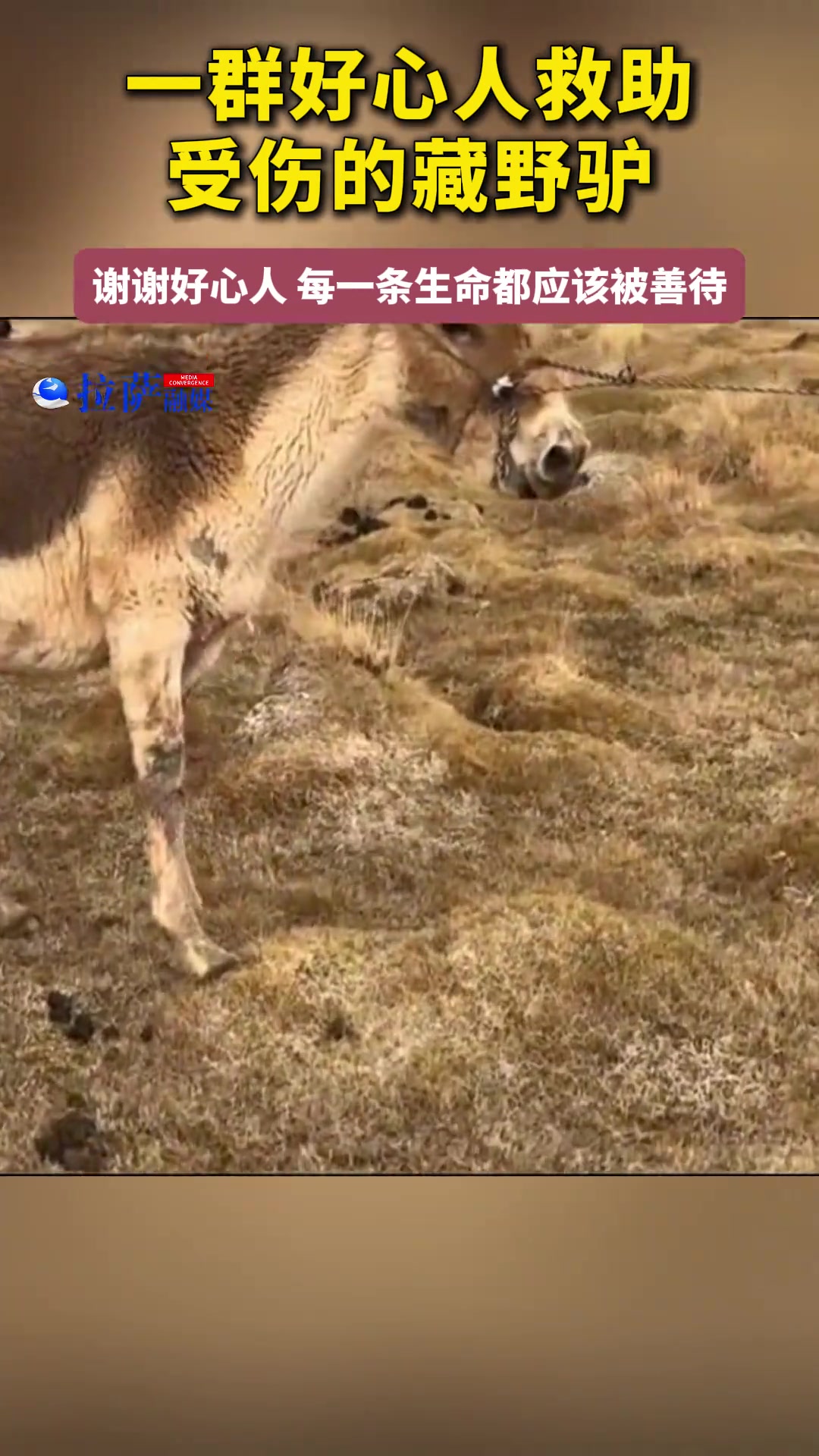 一群好心人救助受伤的藏野驴