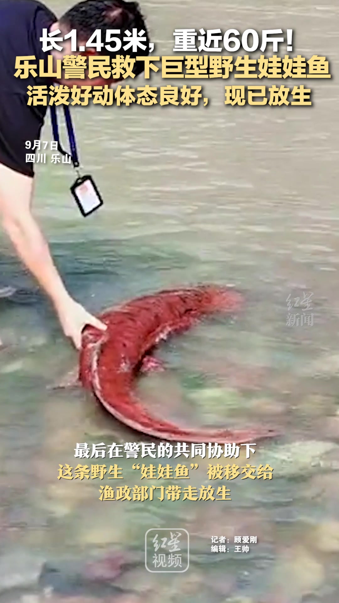 警民救下巨型娃娃鱼