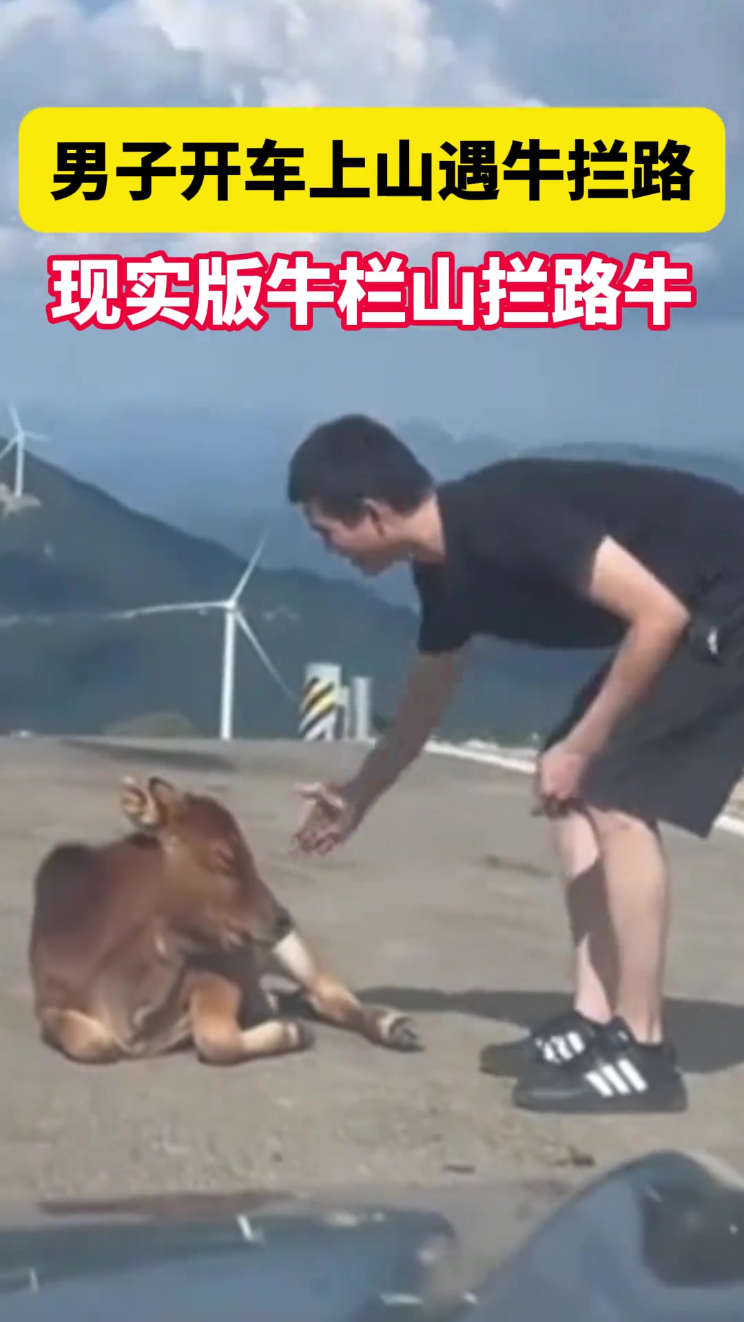 男子开车上山遇牛拦路现实版牛栏山拦路牛