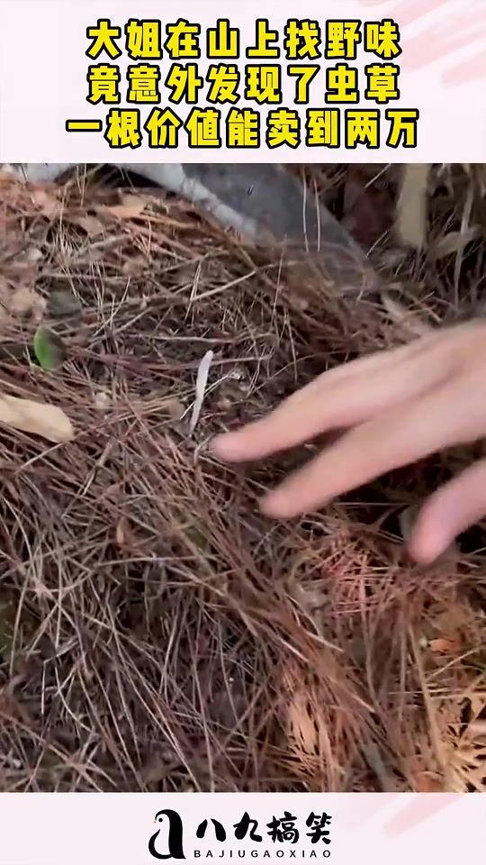 这个就是虫草吗！有这么值钱吗！！