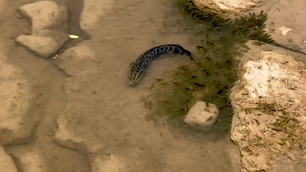 一只大鱼+一片小鱼，这是什么奇怪的组合