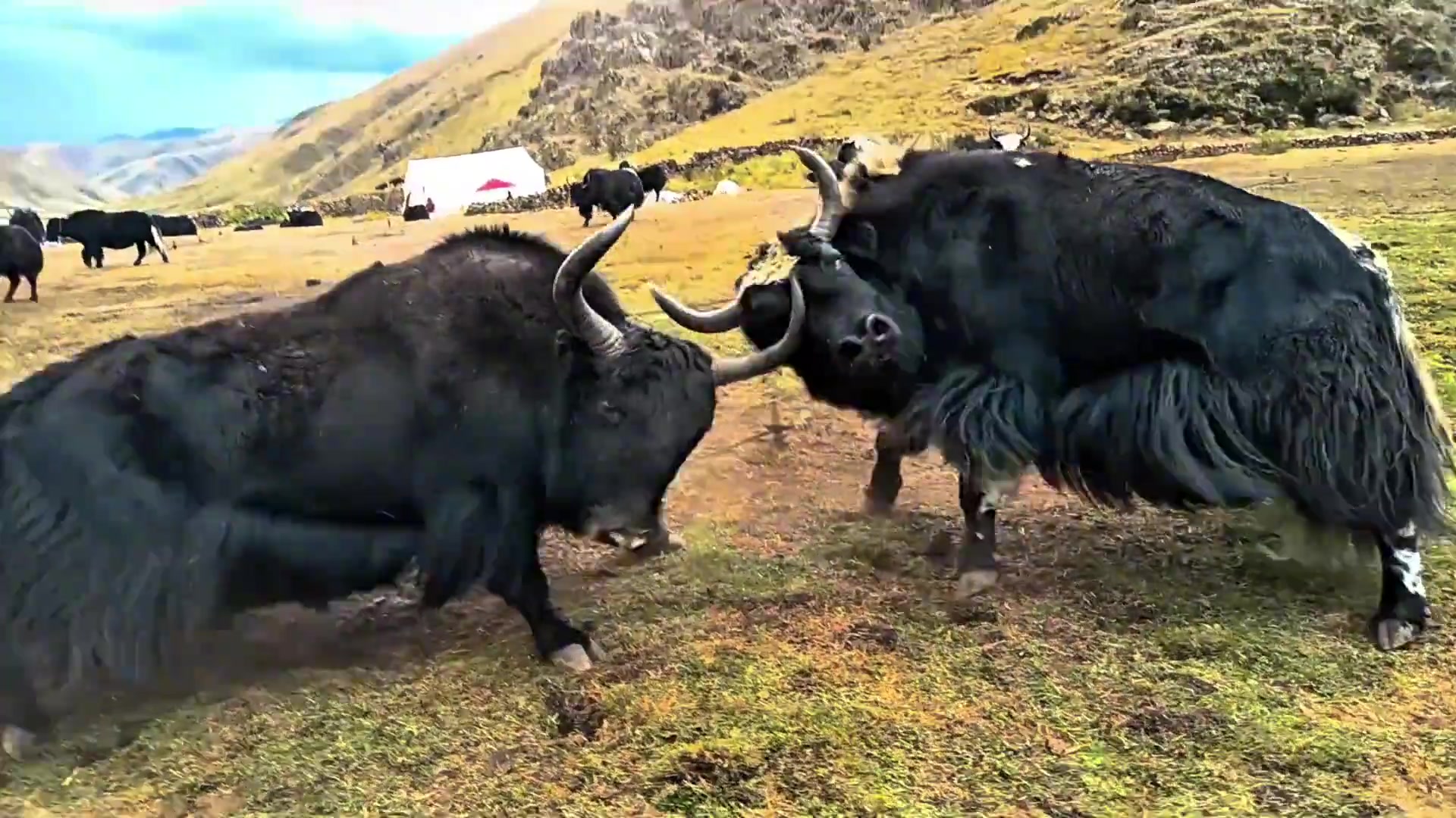 被它撞一下不得青一块紫一块啊