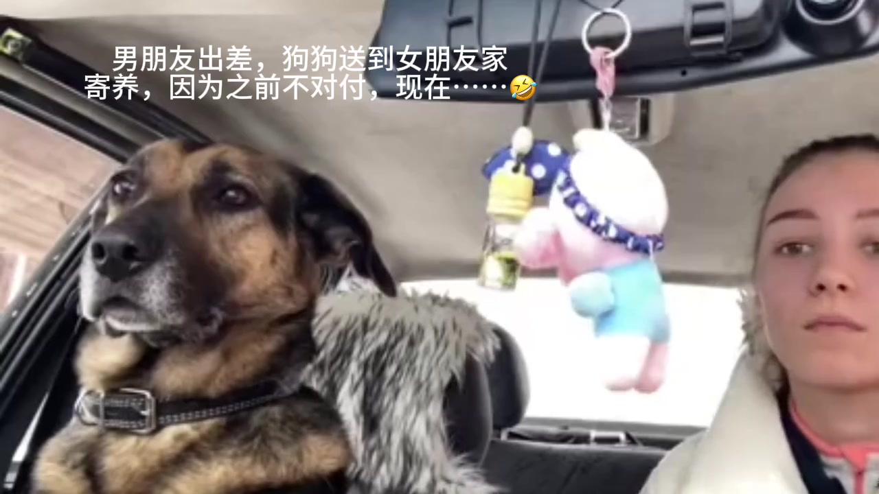 狗：我都已经沉默给你表现的机会了，你怎么