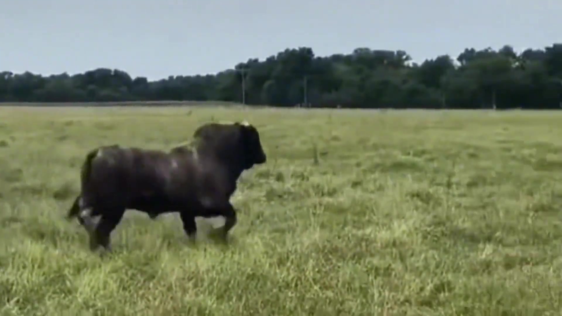 牛牛：逆天匹配机制