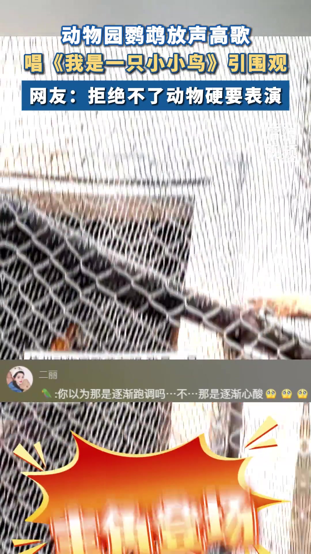 动物园鹦鹉高声演唱我是一只小小鸟
