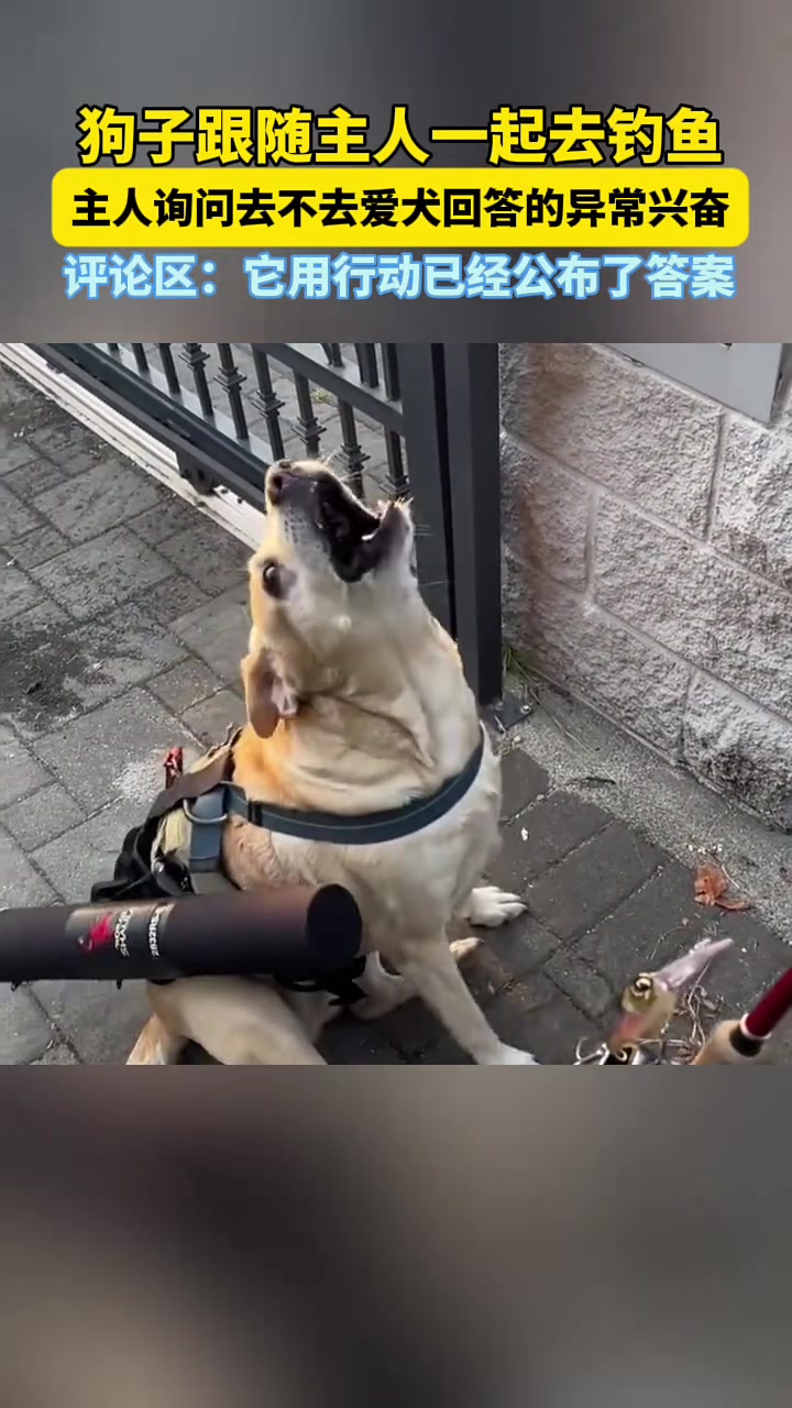 狗子跟随主人去钓鱼，兴奋的不行