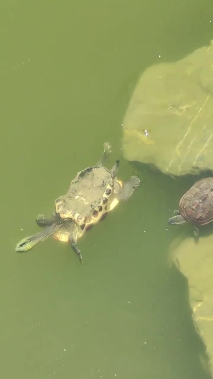 这是什么龟，有见过的吗还不起贷款，房子被收走了