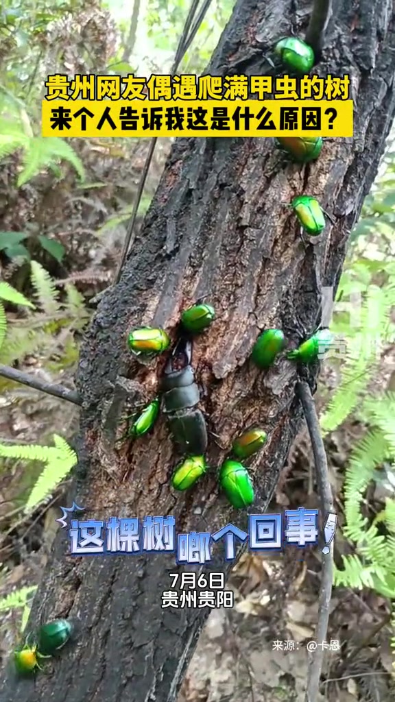网友偶遇爬满甲虫的树，不理解原因，有谁知道
