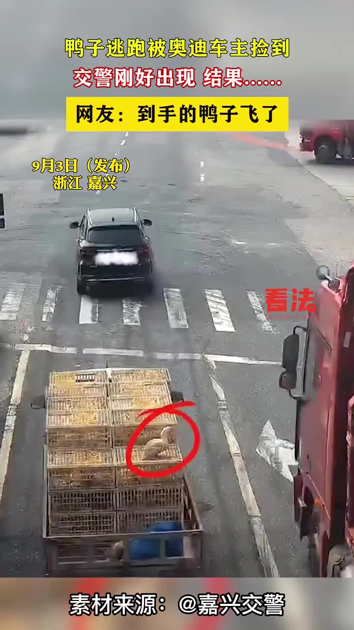 鸭子逃跑被奥迪车主捡到，谁知下一秒交警到场接过鸭子！