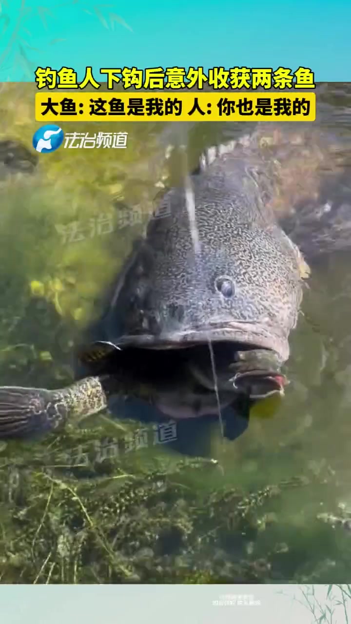 钓鱼人下钩后意外收获两条鱼！大鱼：这条鱼是我的！
