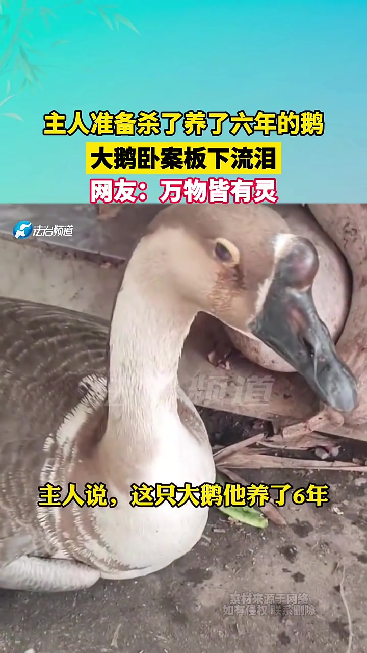 主人准备杀了养了六年的鹅，大鹅卧案板下流泪！
