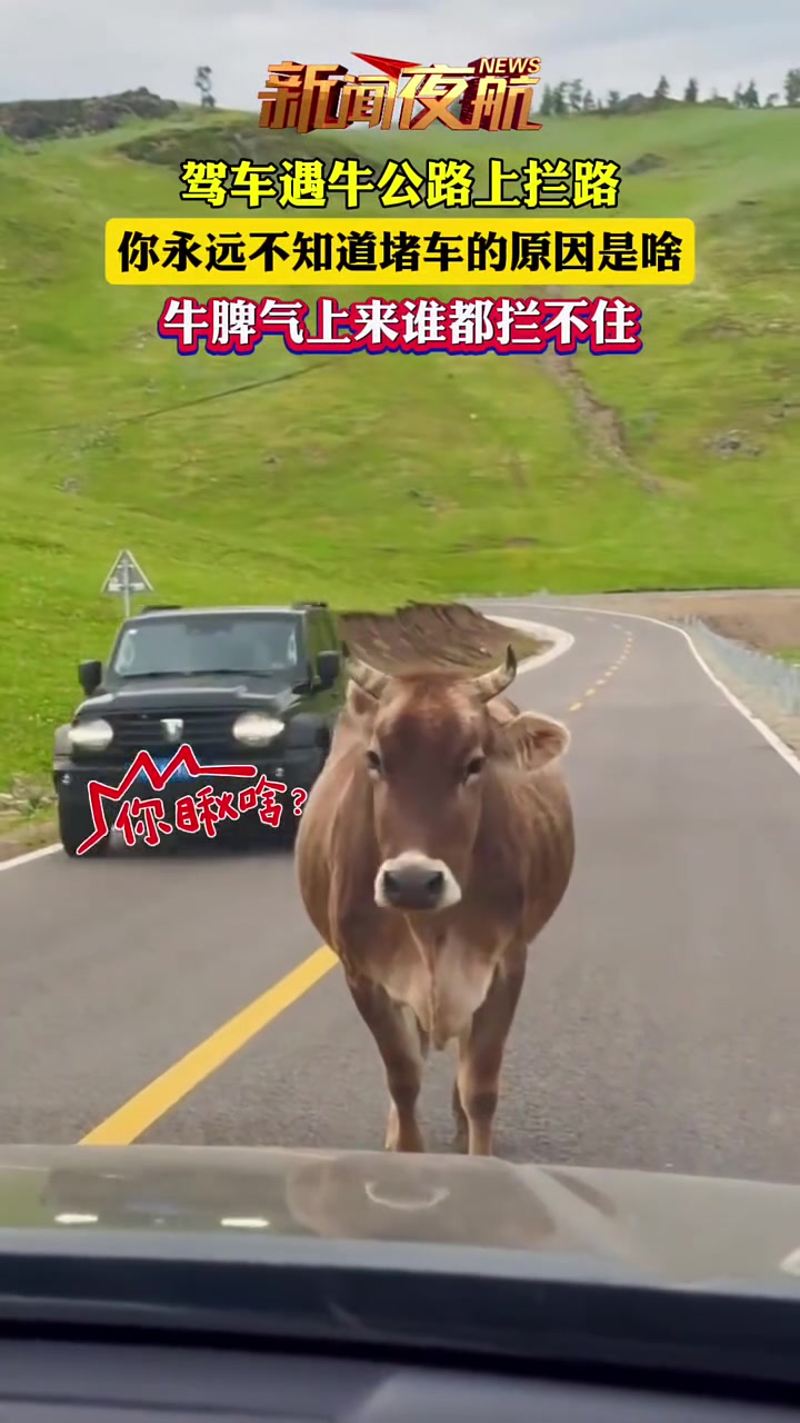 驾车遇牛公路上拦路，你永远不知道堵车的原因是啥