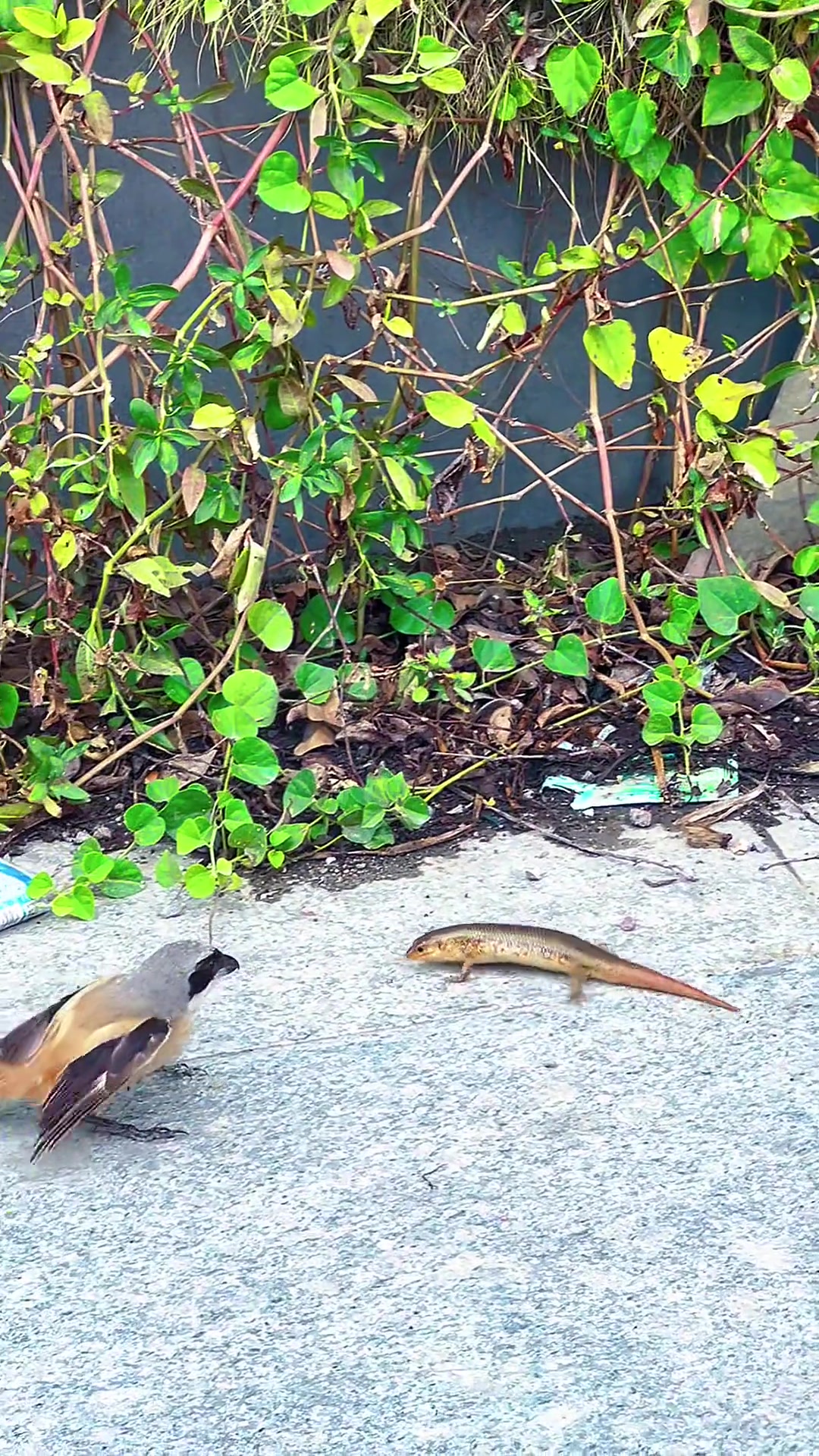 大气都不敢喘一下，生怕影响都它们公平决斗