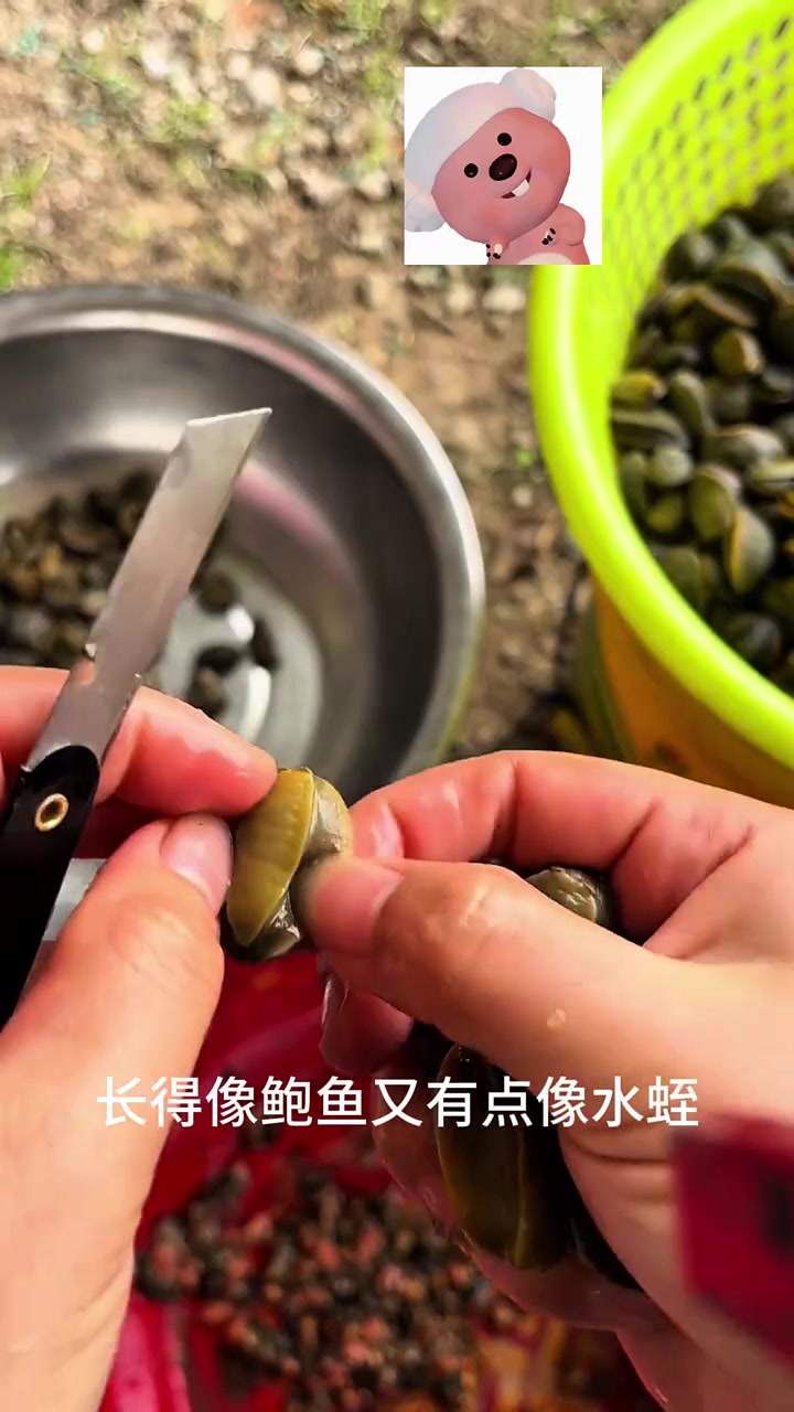 有无海边的朋友说下这是啥