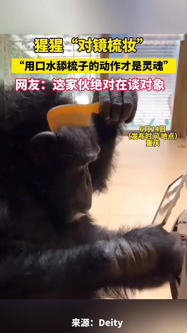 猩猩“对镜梳妆”，用口水舔梳子的动作才是灵魂！