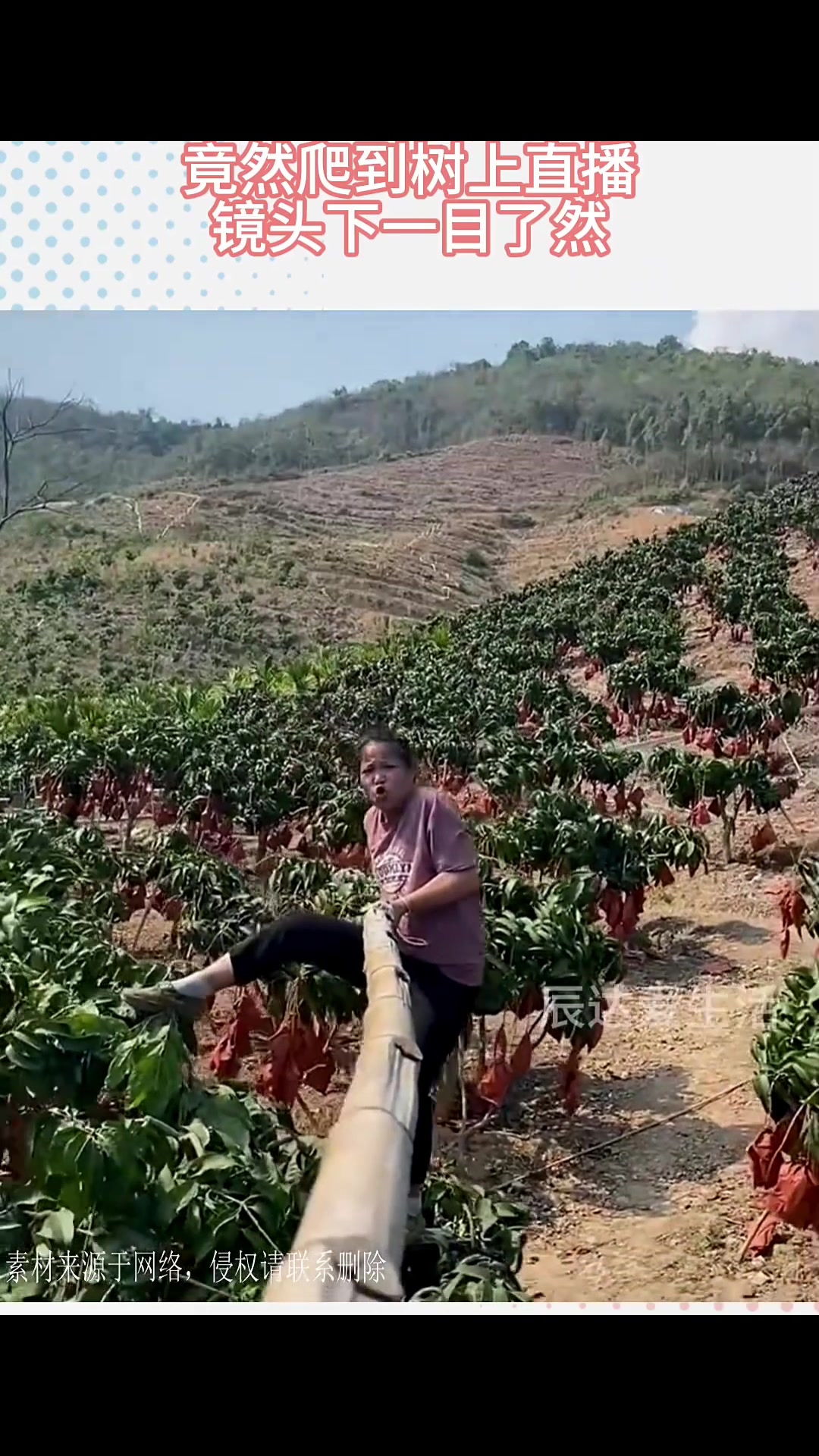 女子为了卖货，竟然爬到树上直播！