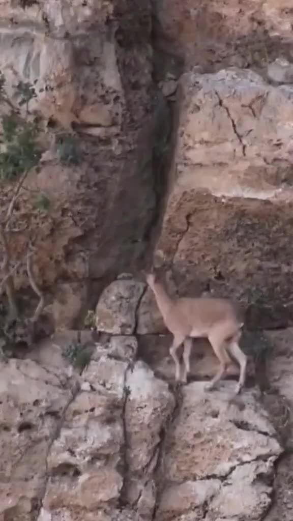 芝士岩羊，真的还蛮猛的