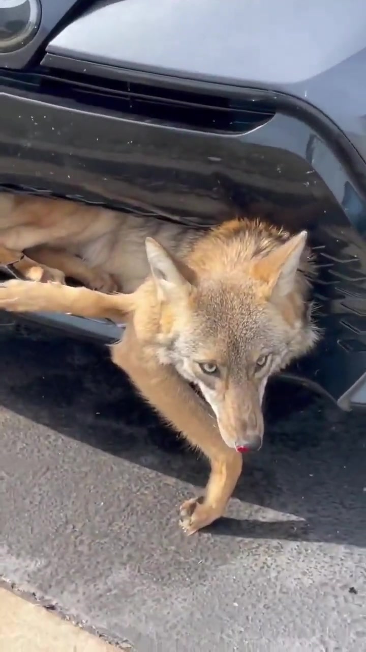 这咋整啊这狼都给撞骨折了吧，车也坏了