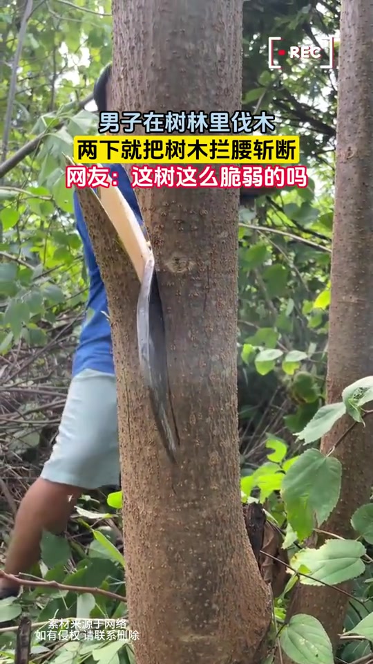 这是镰刀吗男子在树林里伐木，两下就把树木拦腰斩断！