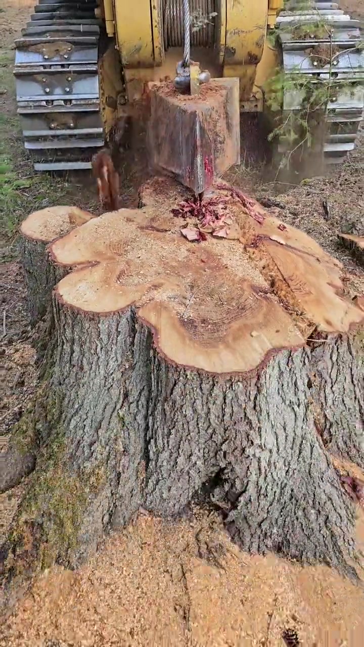 看得我不自觉夹了腿