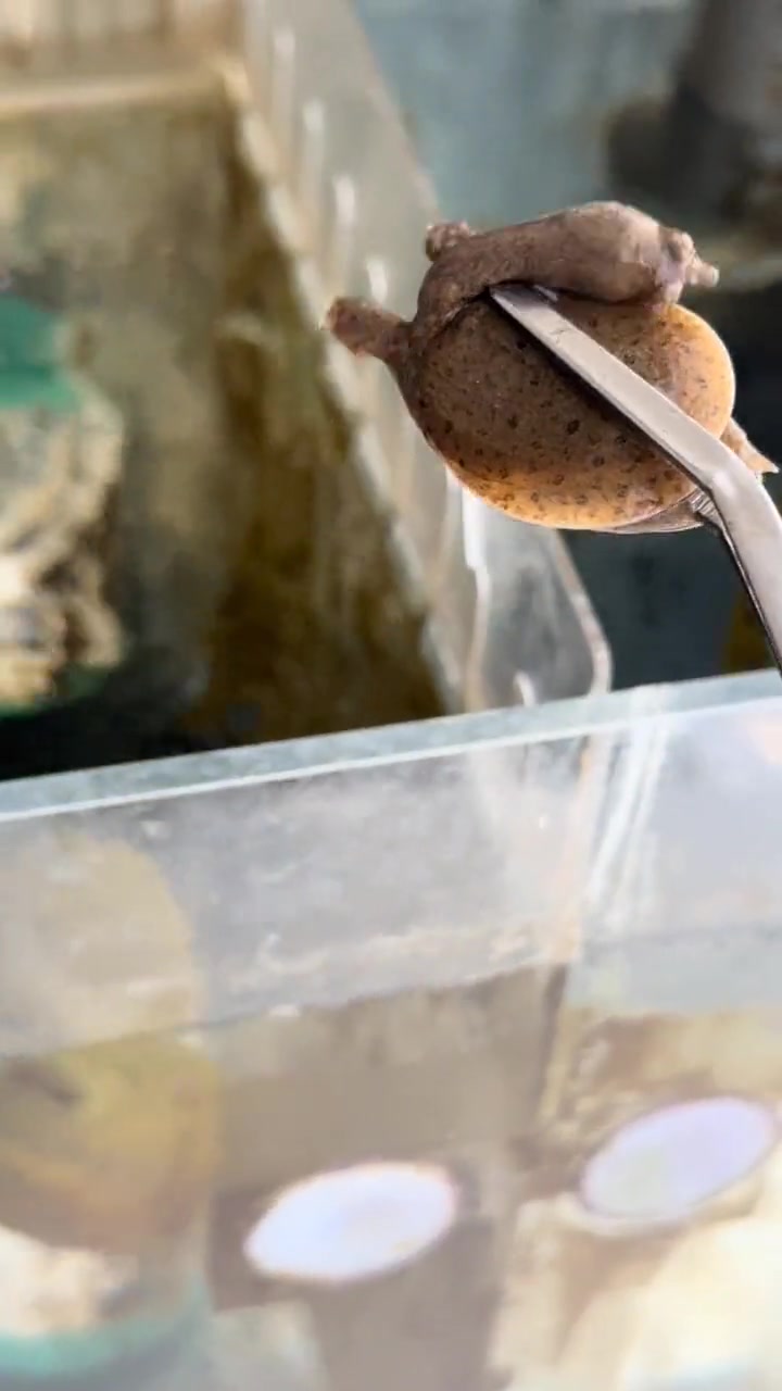 两天没喂都快饿死了，都是一口一个的