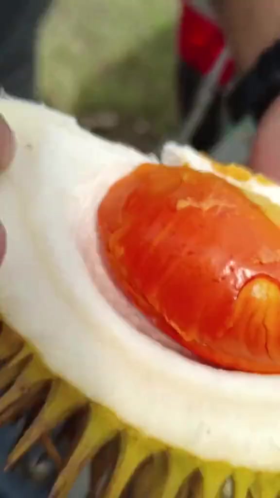 这是什么榴莲品种拿来做榴莲蛋黄月饼应该有搞头