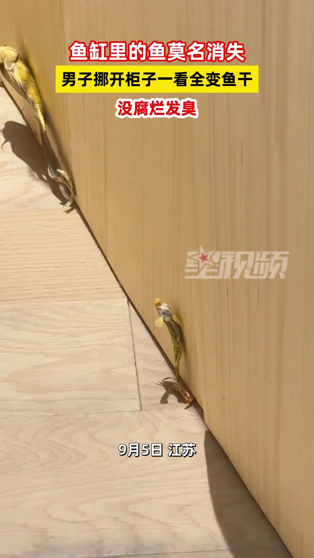 鱼缸的鱼莫名消失，男子挪开柜子一看全变鱼干！