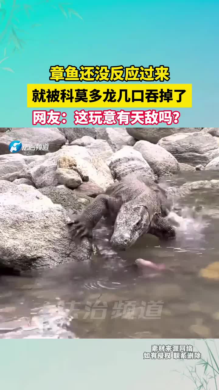 章鱼被科莫多龙几口吞掉了，网友这玩意有天敌吗