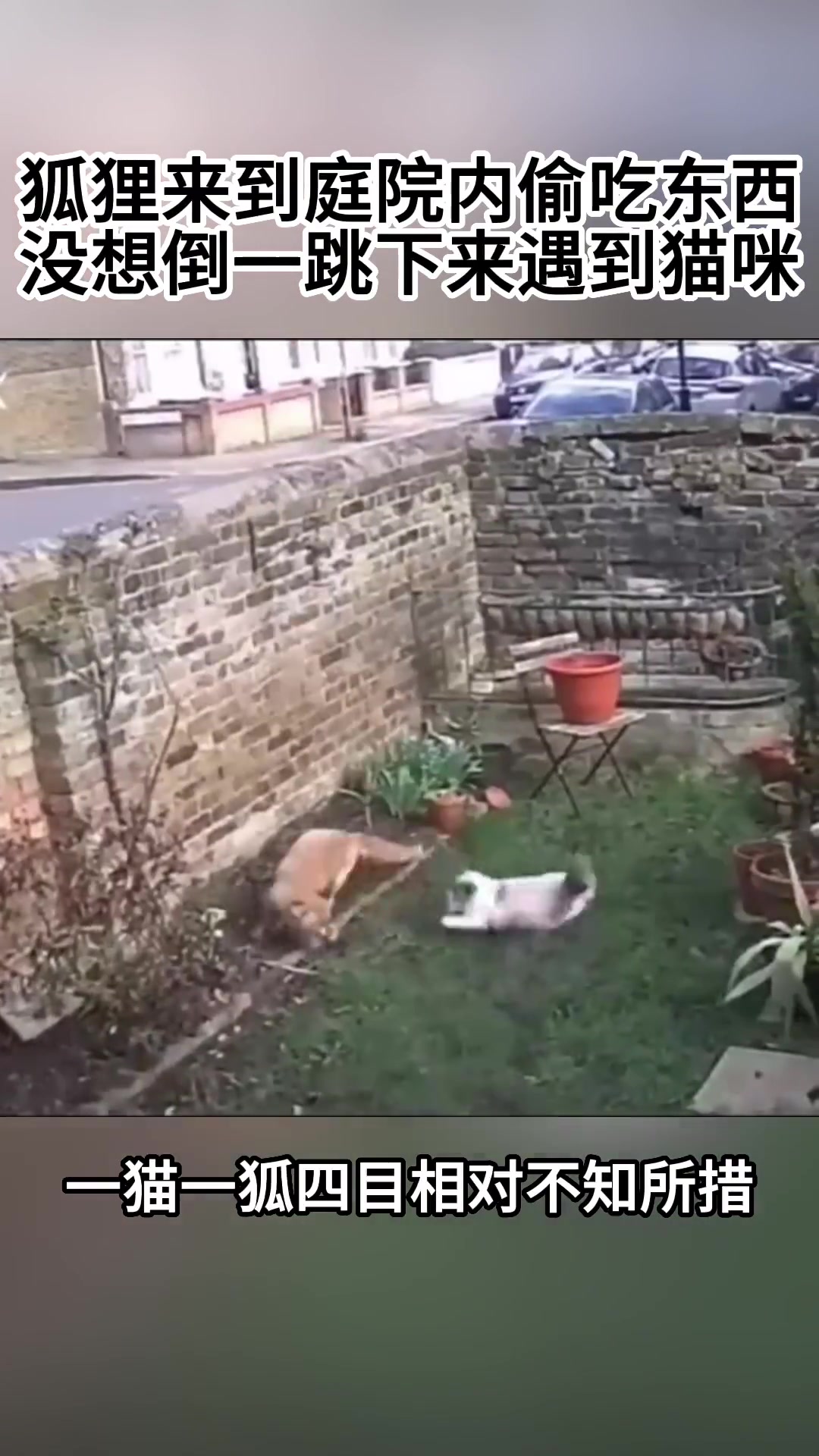 狐狸跳进庭院之内遇到猫咪，谁的实力更胜一筹