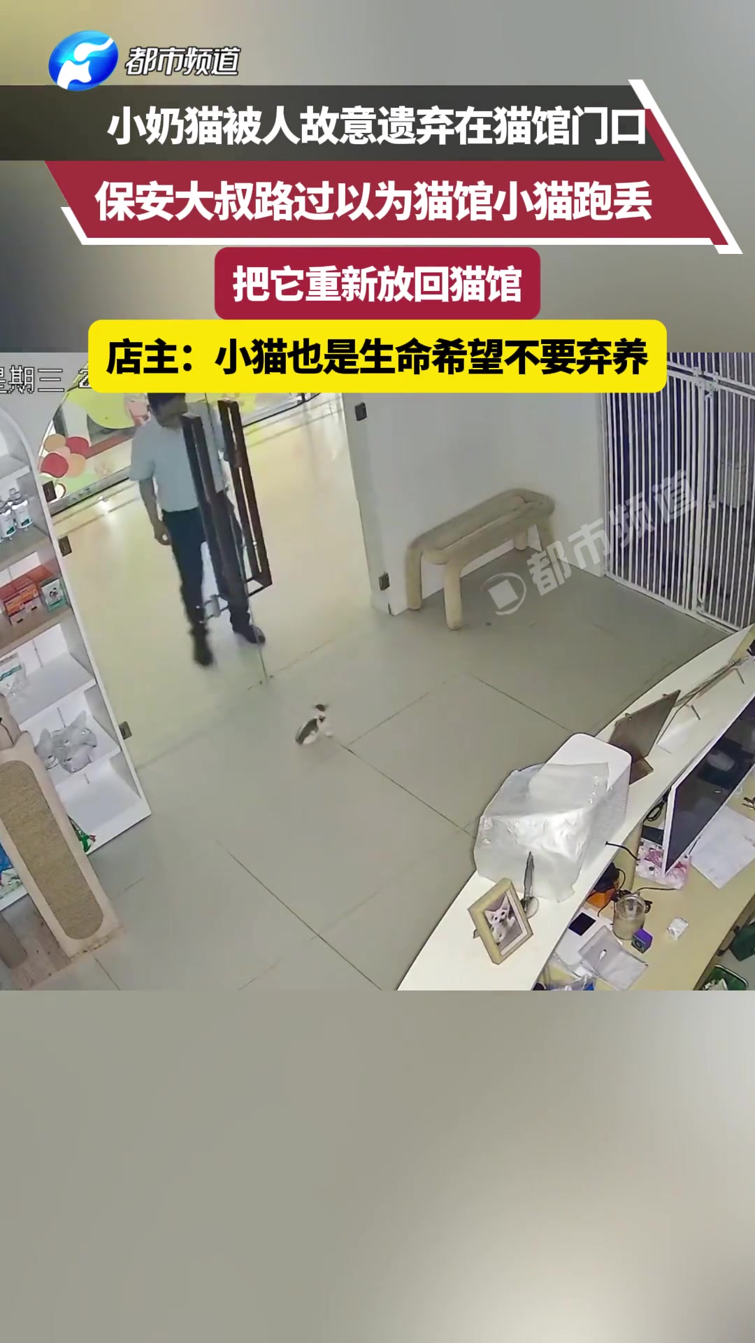 小奶猫被人故意遗弃在猫馆门口店主：小猫也是生命希望不要弃养