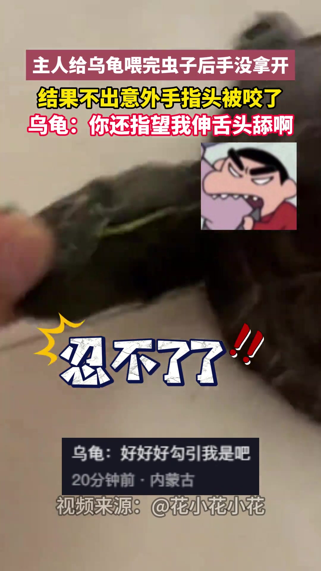 主人给乌龟喂完虫子后手没拿开结果不出意外手指头被咬了