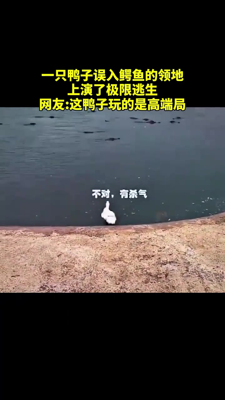 一只鸭子误入鳄鱼的领地，上演了极限逃生！！