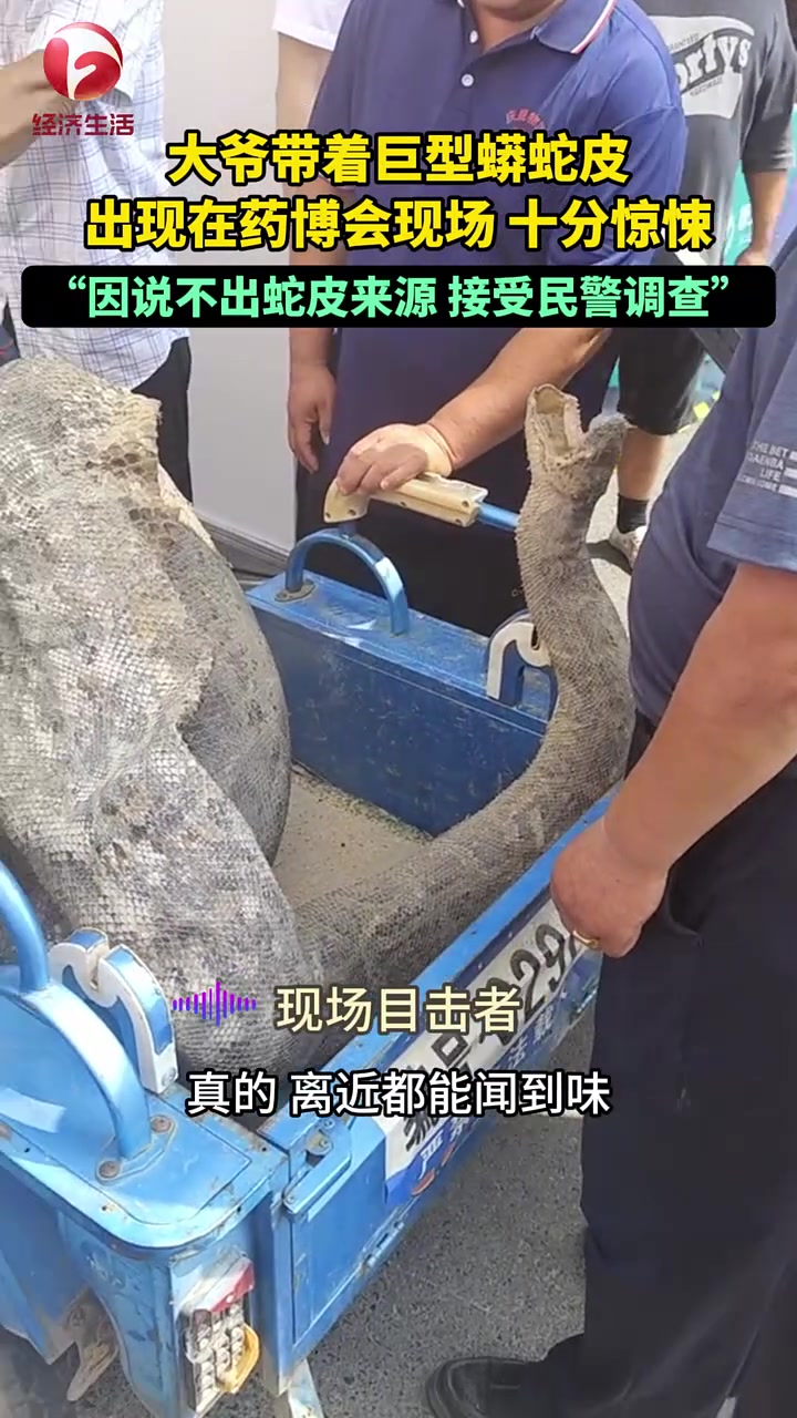 大爷带着巨型蛇皮来到药博会现场引起围观