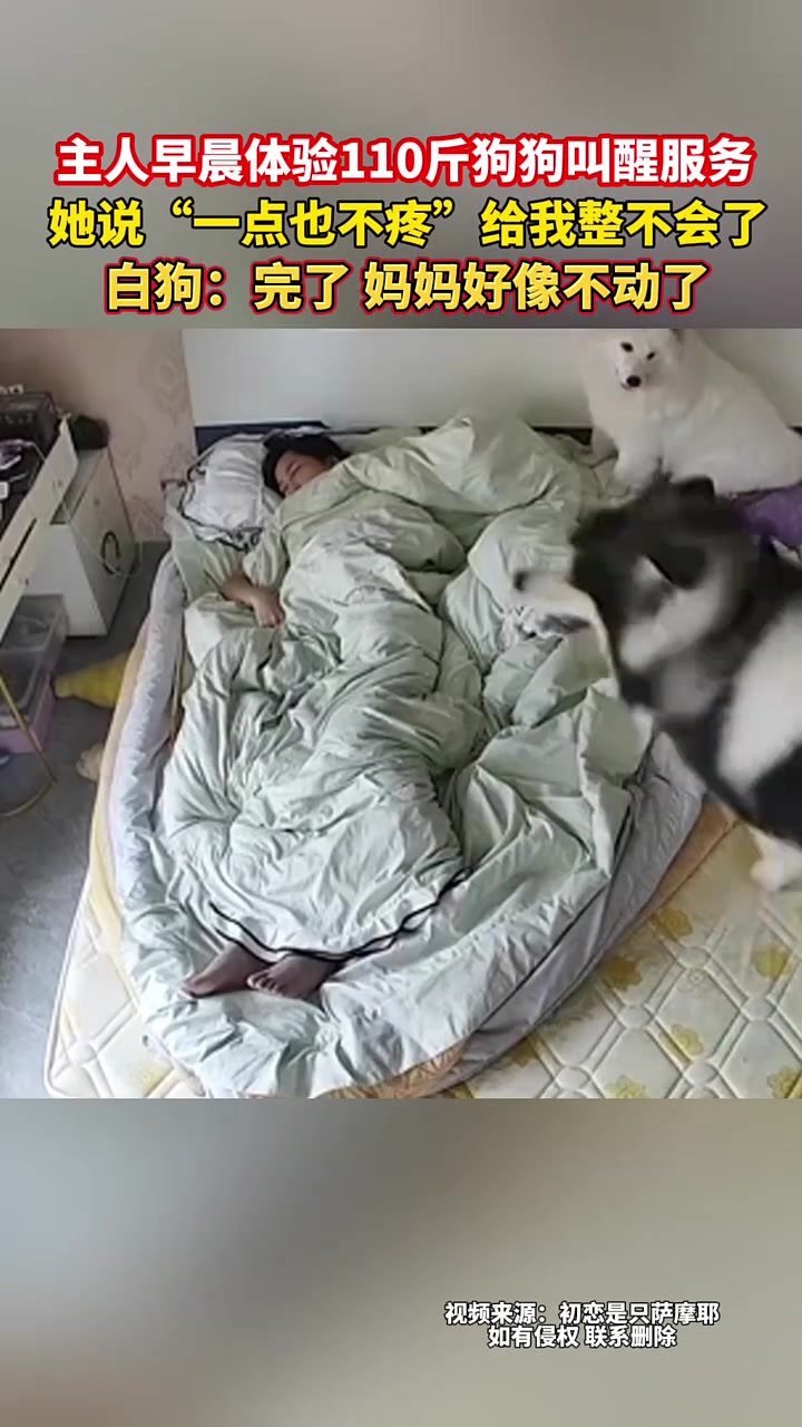 主人早晨体验110斤狗狗叫醒服务，这真的不疼吗！！