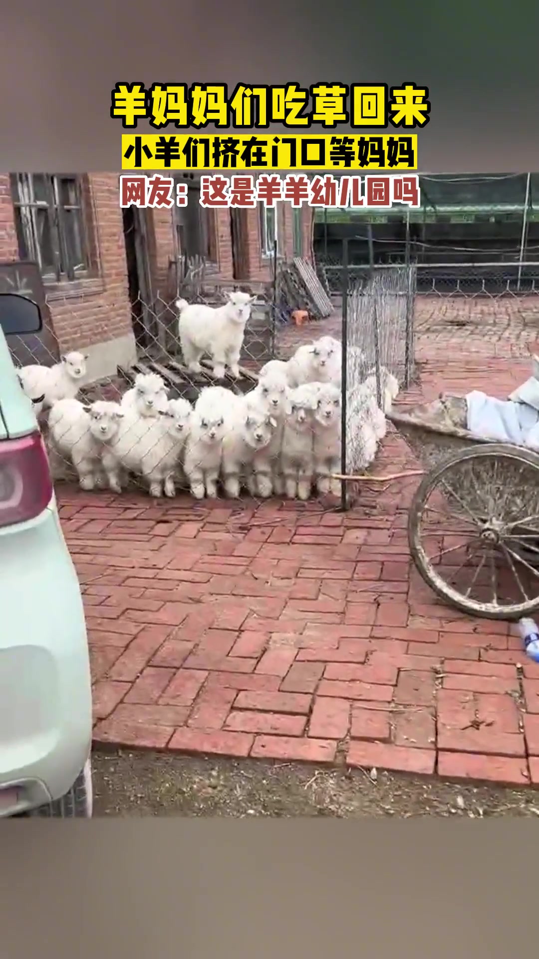 羊村现状！这是羊羊幼儿园吗