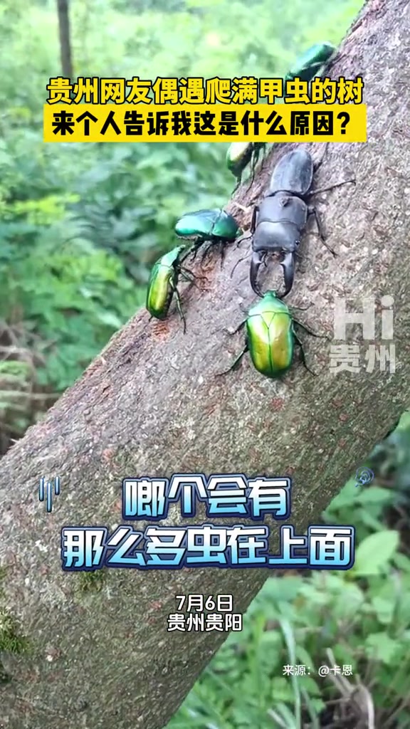 小时候经常抓！贵州网友偶遇爬满甲虫的树！这下发财了！