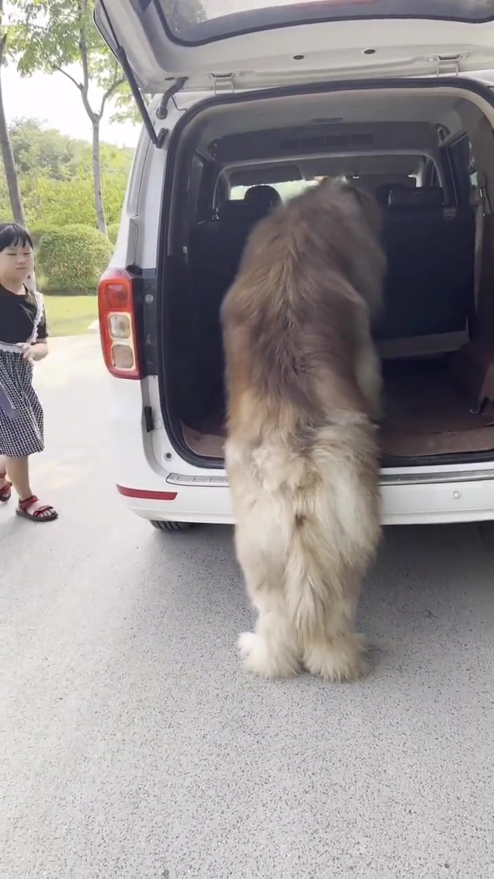 这是狗还是熊啊！站起来比我都高！