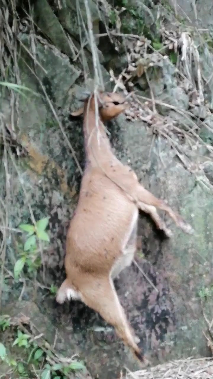 离奇死亡！我看了好几遍才知道是怎么死的！