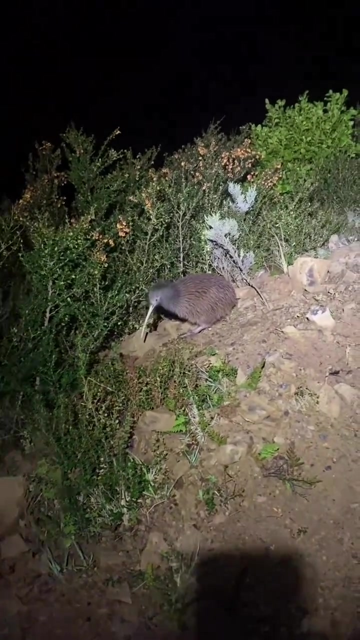 这是几维鸟我只知道长的越丑判的越久！