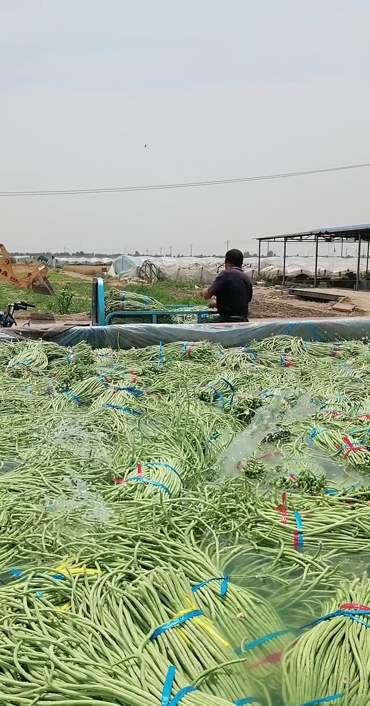 豇豆洗澡这是什么操作