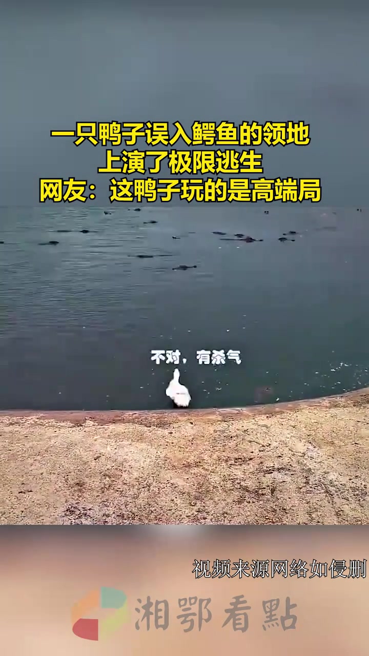 一只鸭子误入鳄鱼的领地，上演了极限逃生！！！