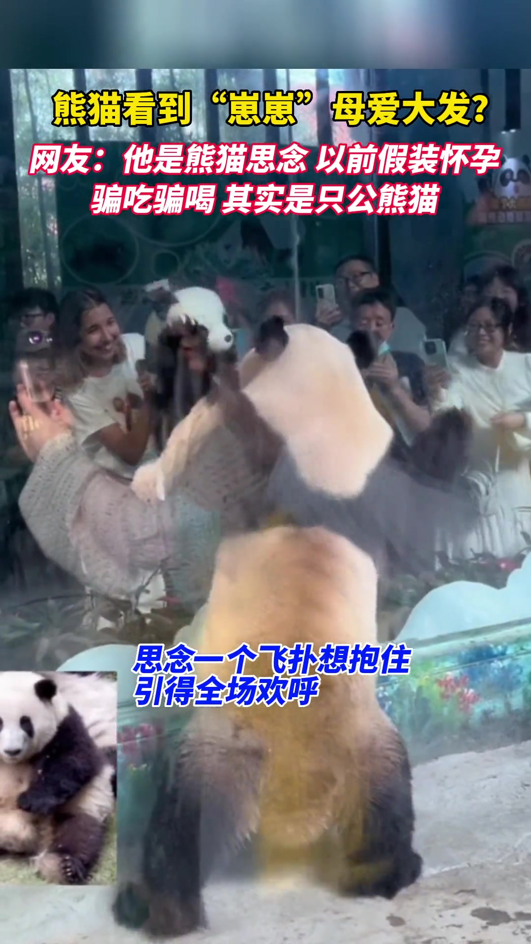 熊猫思念看到崽崽一个飞扑想抱