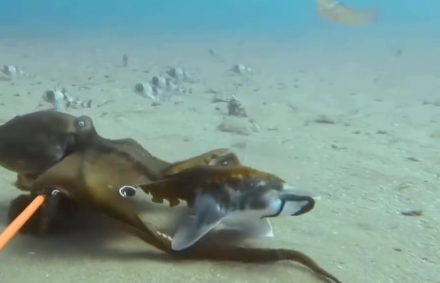 终于知道这玩意儿为什么可怕了！！