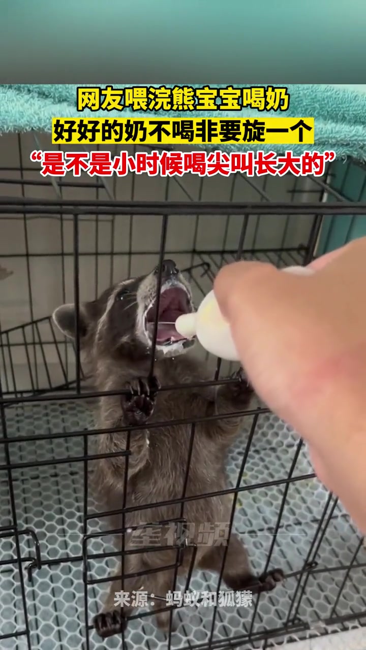 网友喂浣熊宝宝喝奶好好的奶不喝非要旋一个