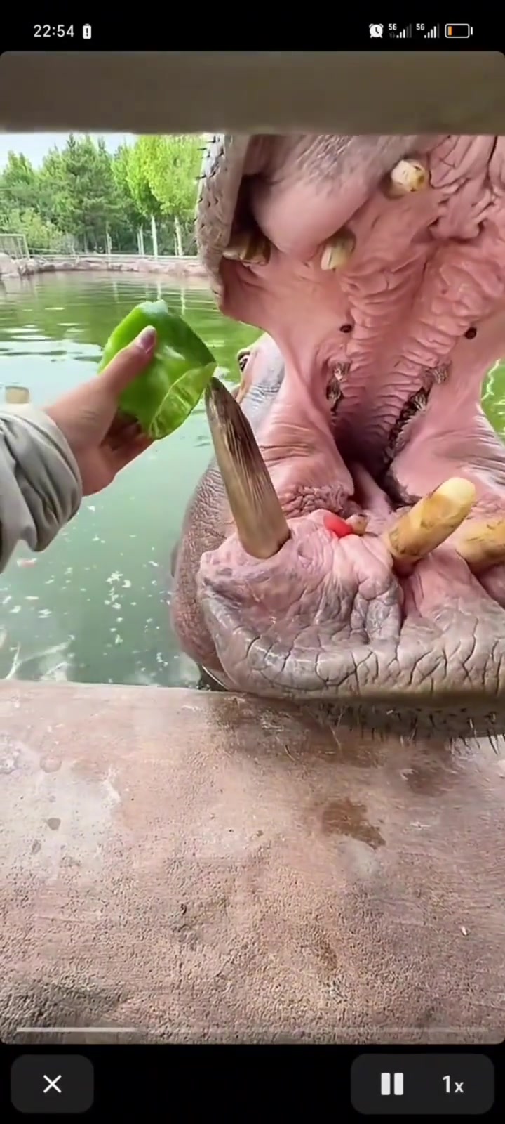 你小子，不想投喂就别喂！