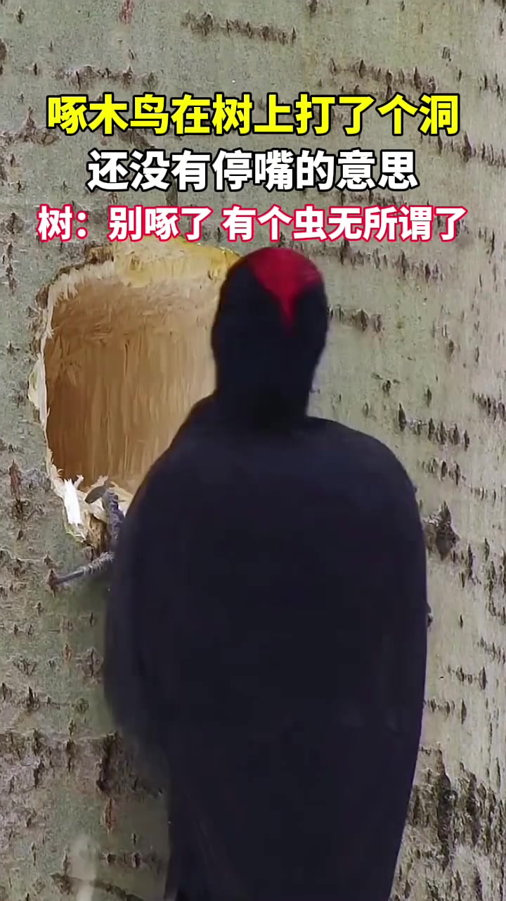 树：别啄了，有个虫无所谓了！！