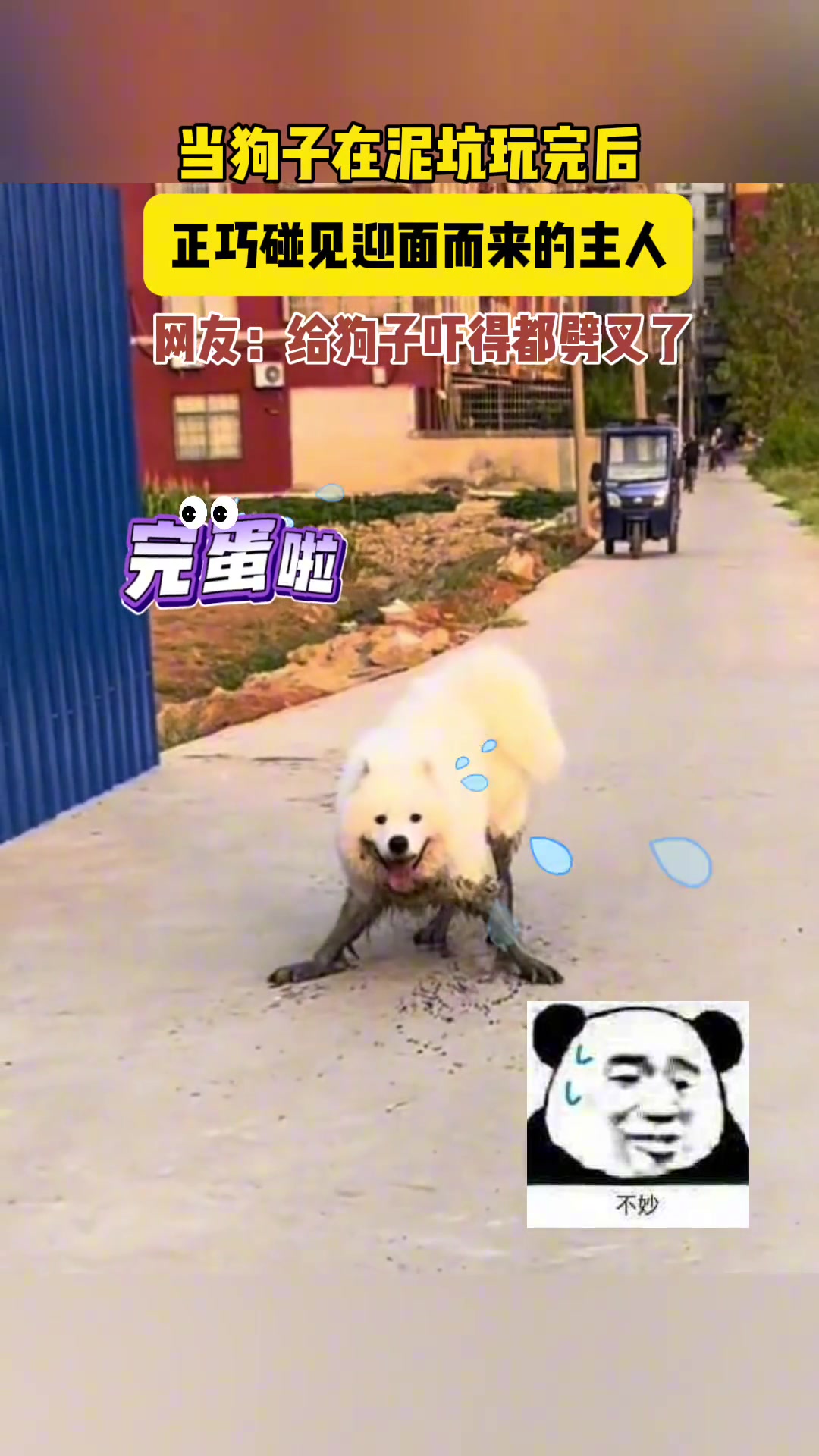 当狗子在泥坑玩完正好碰到主人